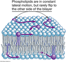 General Biology Study Guide: Lipids, Membranes & Cells | Notes