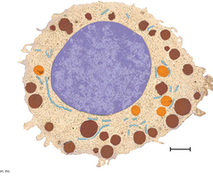 Diagram of a eukaryotic cell showing nucleus and organelles