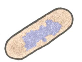 Diagram of a prokaryotic cell showing nucleoid region