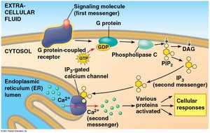 Calcium ion release amplification