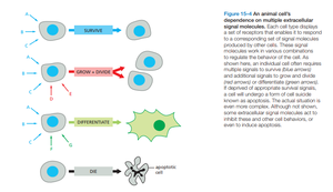Cellular responses to signaling
