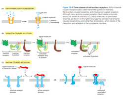 Three classes of cell-surface receptors