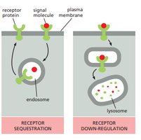 Receptor sequestration and down-regulation