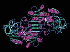 Protein 3D structure