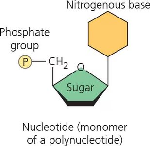 Nucleotide structure