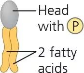 Phospholipid structure