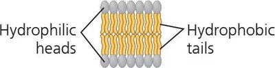 Phospholipid bilayer structure