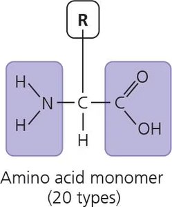 Amino acid monomer structure