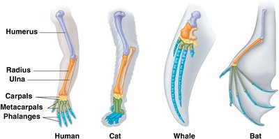 Homologous structures: vertebrate forelimbs