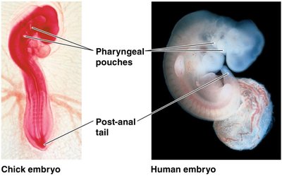 Homologous structures in vertebrate embryos