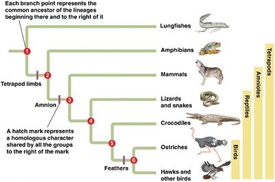 Evolutionary tree showing patterns of descent
