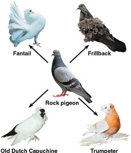Artificial selection in pigeons