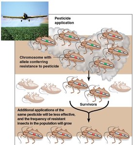 Evolution of pesticide resistance in insects