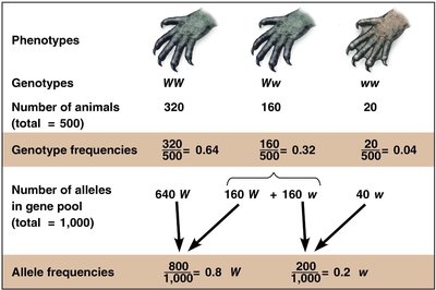 Gene pool of the original population of imaginary iguanas