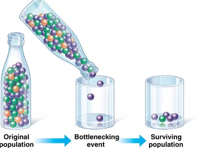 The bottleneck effect