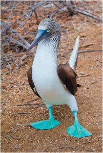 Blue-footed booby as an example of adaptive evolution