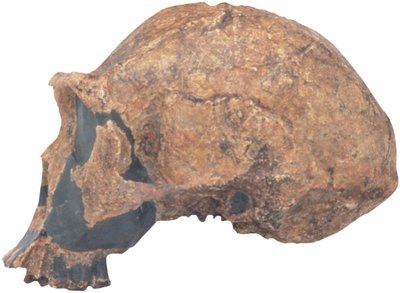 Skull of Homo erectus fossil