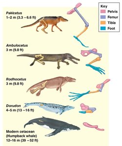 Transitional fossils in whale evolution