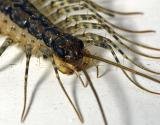 Close-up of a centipede (Scutigera) showing head and antennae
