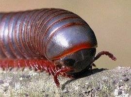 Close-up of a millipede (Spirobolus) showing head and body segments