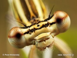 Close-up of a damselfly (Order Odonata) showing compound eyes and head