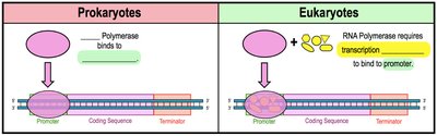 Initiation of transcription in prokaryotes and eukaryotes