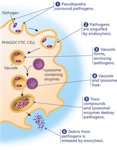 Diagram of phagocytosis by a phagocytic cell