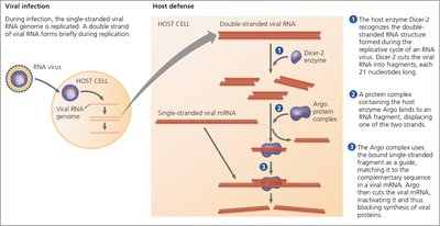 Diagram of antiviral defense in insects using Dicer-2 and Argo complex