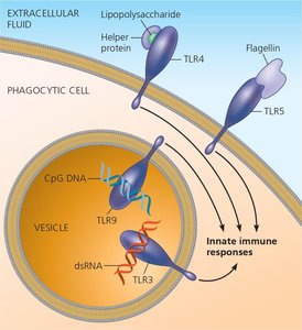 Diagram of Toll-like receptors recognizing pathogen molecules