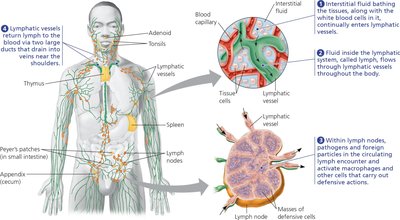 Diagram of the human lymphatic system and lymph node structure