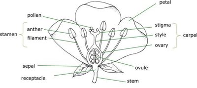 Labeled diagram of a flower showing stamen, carpel, petal, sepal, receptacle, ovule, and stem.