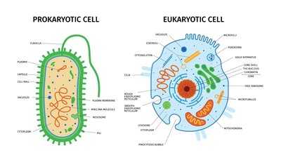 Diagram comparing prokaryotic and eukaryotic cells