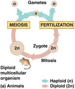 Animal life cycle: diploid multicellular organism