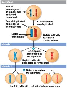 Overview of meiosis: chromosome duplication and two divisions