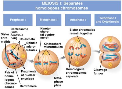 Meiosis I: prophase, metaphase, anaphase, telophase