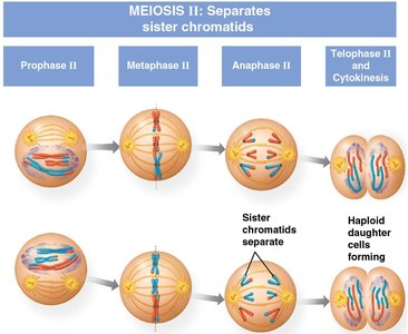 Meiosis II: prophase, metaphase, anaphase, telophase