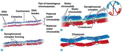 Crossing over and synapsis during prophase I