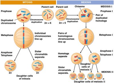 Comparison of mitosis and meiosis
