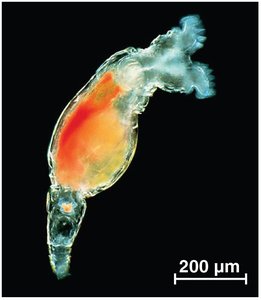 Bdelloid rotifer as an example of asexual organism with genetic diversity