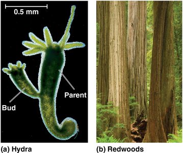 Hydra budding and redwoods as examples of asexual and sexual reproduction