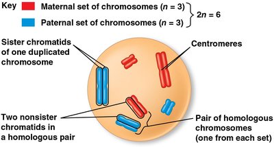 Maternal and paternal chromosome sets in a diploid cell