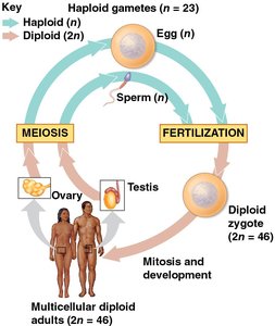 Human life cycle showing meiosis and fertilization