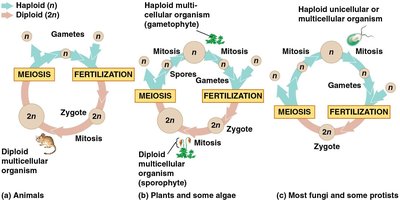 Three types of sexual life cycles: animals, plants/algae, fungi/protists