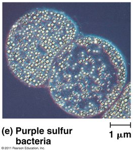 Purple sulfur bacteria under microscope