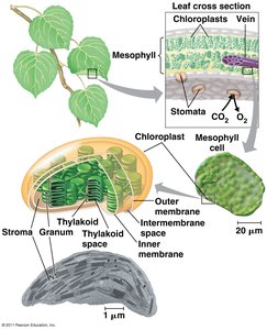 Leaf cross-section showing chloroplasts and mesophyll