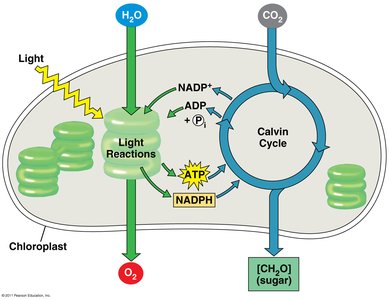 Diagram of light reactions and Calvin cycle in chloroplast