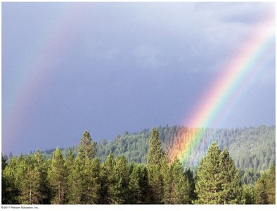 Rainbow over forest, illustrating sunlight as energy source for photosynthesis