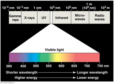 Diagram showing light absorption, reflection, and transmission in chloroplast