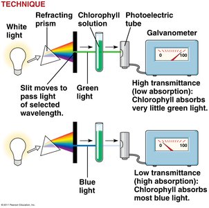 Action spectrum and Engelmann's experiment