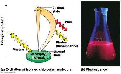 Structure and function of a photosystem
